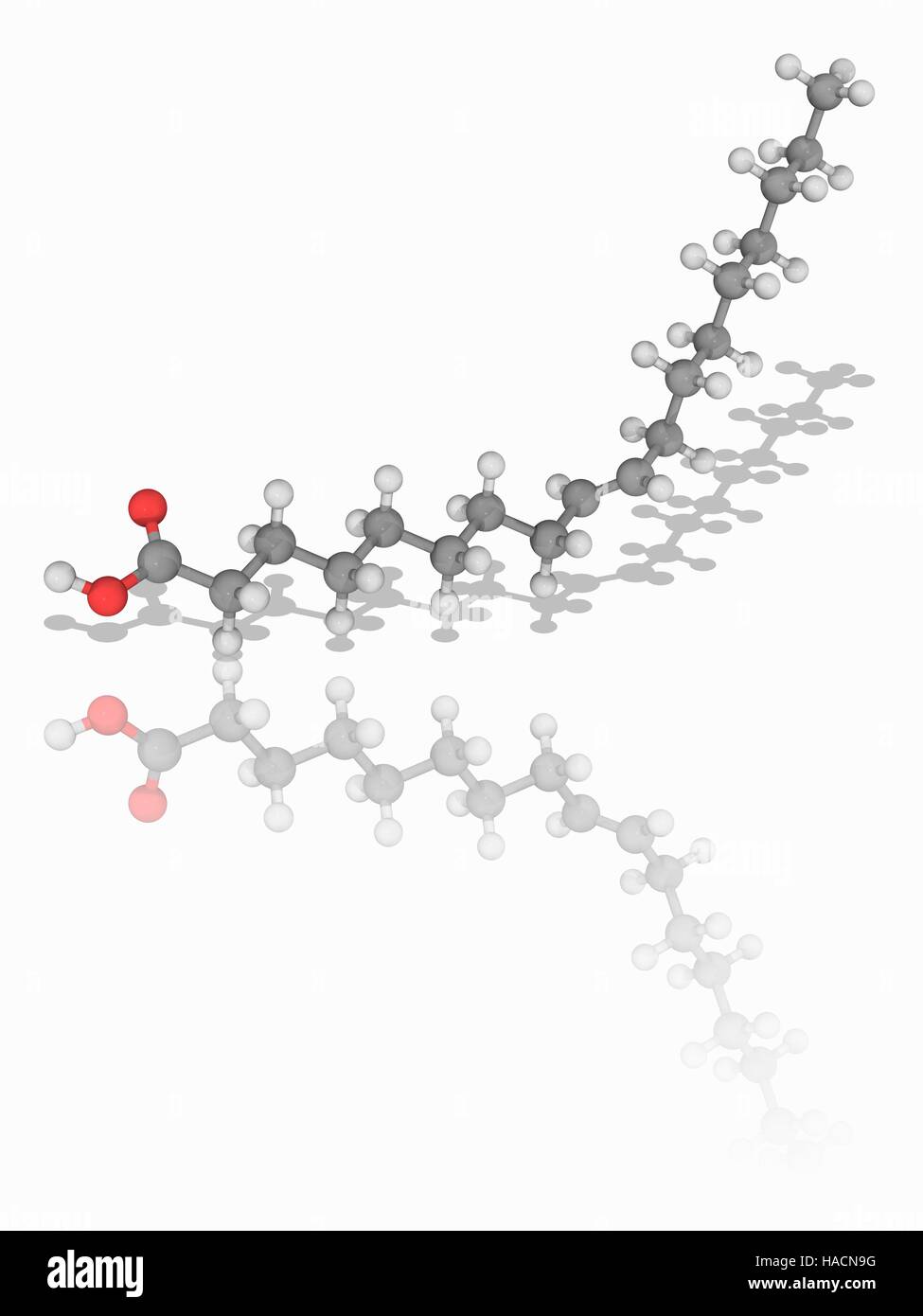Acido Elaidic. Il modello molecolare dei principali grassi trans elaidic chimica acido (C18.H34.O2), trovati in oli vegetali idrogenati. Gli atomi sono rappresentati da sfere e sono codificati a colori: carbonio (grigio), Idrogeno (bianco) e ossigeno (rosso). Illustrazione. Foto Stock