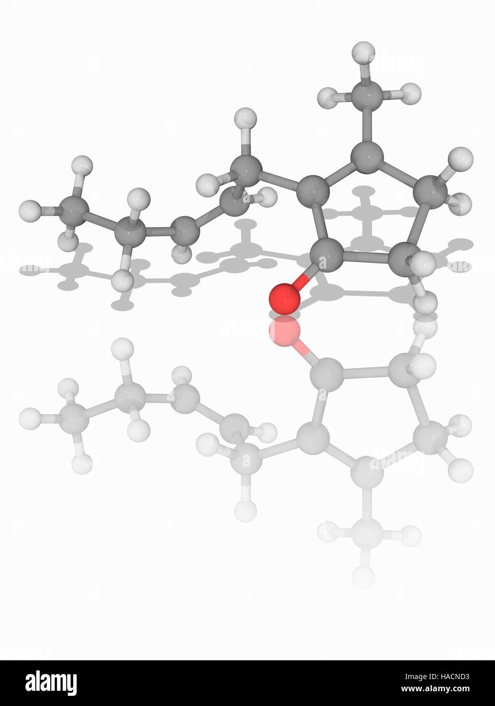 Jasmone. Il modello molecolare del chetone e cicloalchene jasmone (C11.H16.o.). Questo naturale composto organico viene estratto dall'olio da jasmine (Jasminum) fiori. Utilizzato principalmente in profumi e cosmetici. Gli atomi sono rappresentati da sfere e sono codificati a colori: carbonio (grigio), Idrogeno (bianco) e ossigeno (rosso). Illustrazione. Foto Stock