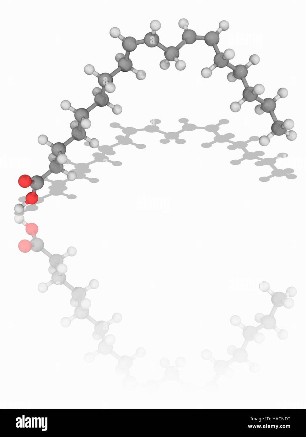 Acido linoleico. Il modello molecolare di acido grasso polinsaturo acido  linoleico (C18.H32.O2), che si trova in i lipidi delle membrane cellulari.  Questo acido alkenoic è abbondante in molti olii vegetali. Gli atomi