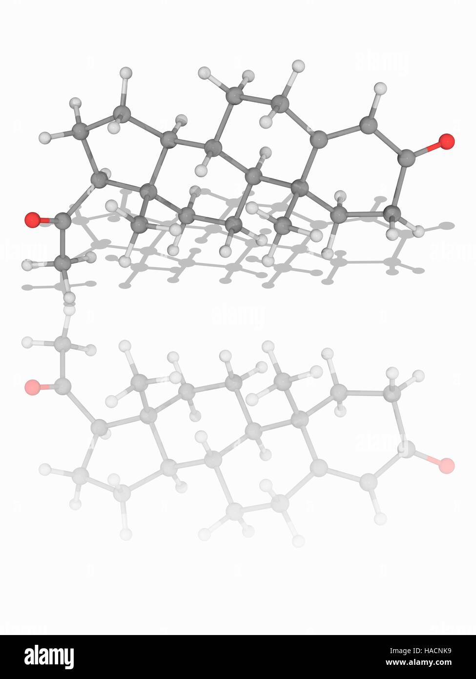 Il progesterone. Il modello molecolare di ormone steroideo progesterone (C21.H30.O2), coinvolto nella femmina ciclo mestruale, gravidanza e l'embriogenesi. È un ormone endogeno, prodotta dal corpo. Gli atomi sono rappresentati da sfere e sono codificati a colori: carbonio (grigio), Idrogeno (bianco) e ossigeno (rosso). Illustrazione. Foto Stock
