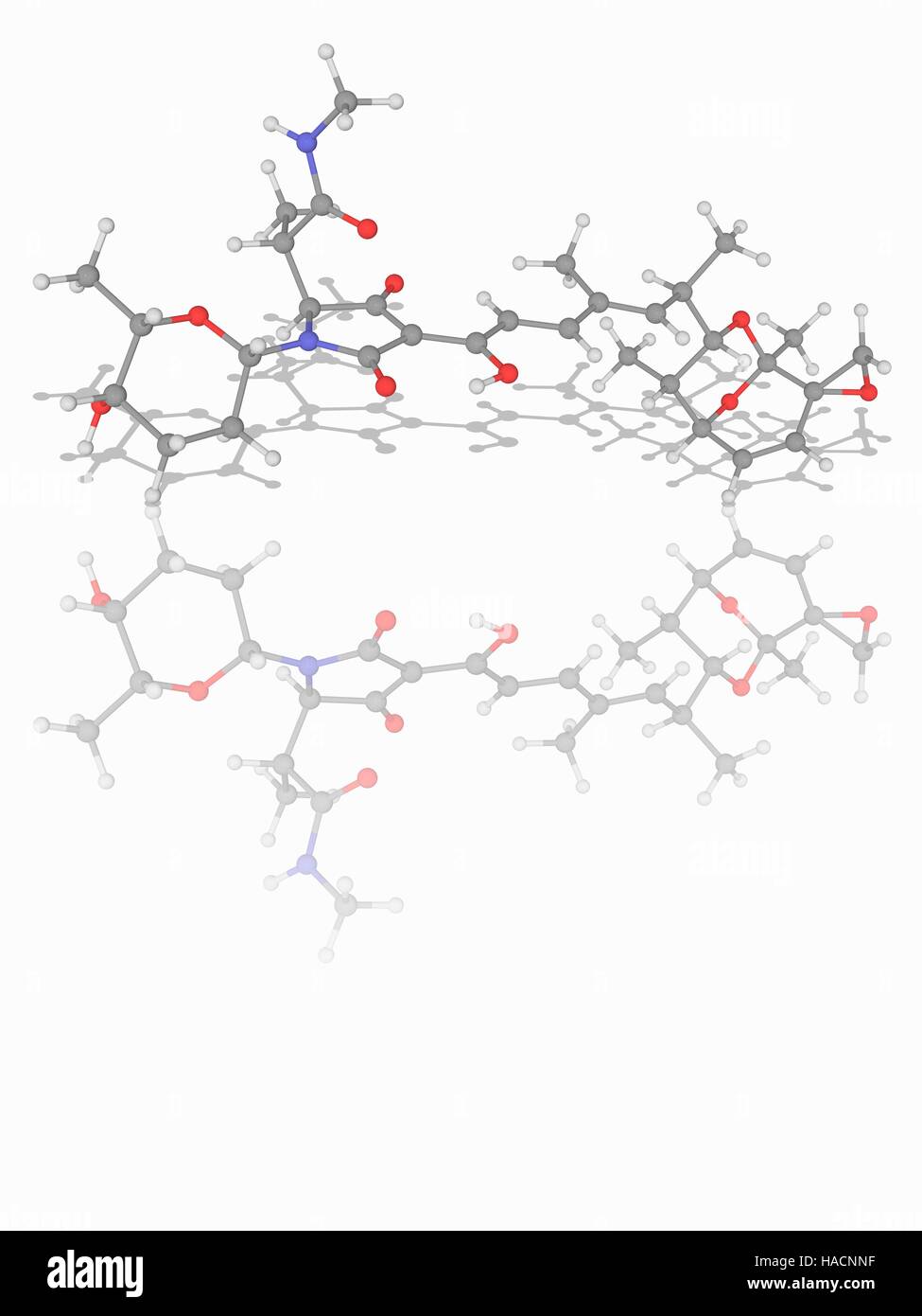 Streptolydigin. Il modello molecolare del farmaco antibiotico streptolydigin (C32.H44.N2.O9). Questo farmaco agisce bloccando un acido nucleico di allungamento di catena mediante il legame all'enzima polimerasi. È usato per il trattamento di infezioni da batteri Gram-positivi. Gli atomi sono rappresentati da sfere e sono codificati a colori: carbonio (grigio), Idrogeno (bianco), Azoto (blu) e ossigeno (rosso). Illustrazione. Foto Stock