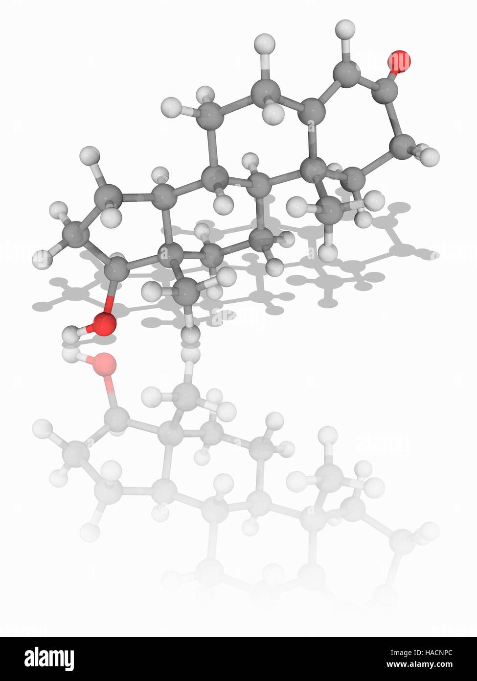 Il Testosterone. Il modello molecolare di ormone steroideo testosterone (C19.H28.O2). Che si trova nella maggior parte dei vertebrati, essa svolge un ruolo chiave nello sviluppo di riproduttivo maschile e tessuti compresi organi quali i testicoli e prostrato. Gli atomi sono rappresentati da sfere e sono codificati a colori: carbonio (grigio), Idrogeno (bianco) e ossigeno (rosso). Illustrazione. Foto Stock