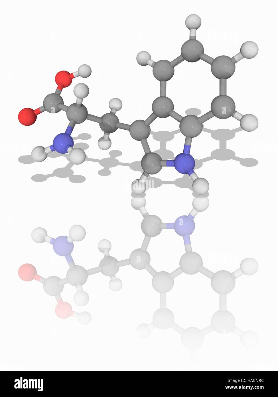 Il triptofano. Il modello molecolare del amminoacido essenziale triptofano (C11.H12.N2.O2), uno dei venti amminoacidi standard. Gli atomi sono rappresentati da sfere e sono codificati a colori: carbonio (grigio), Idrogeno (bianco), Azoto (blu) e ossigeno (rosso). Illustrazione. Foto Stock