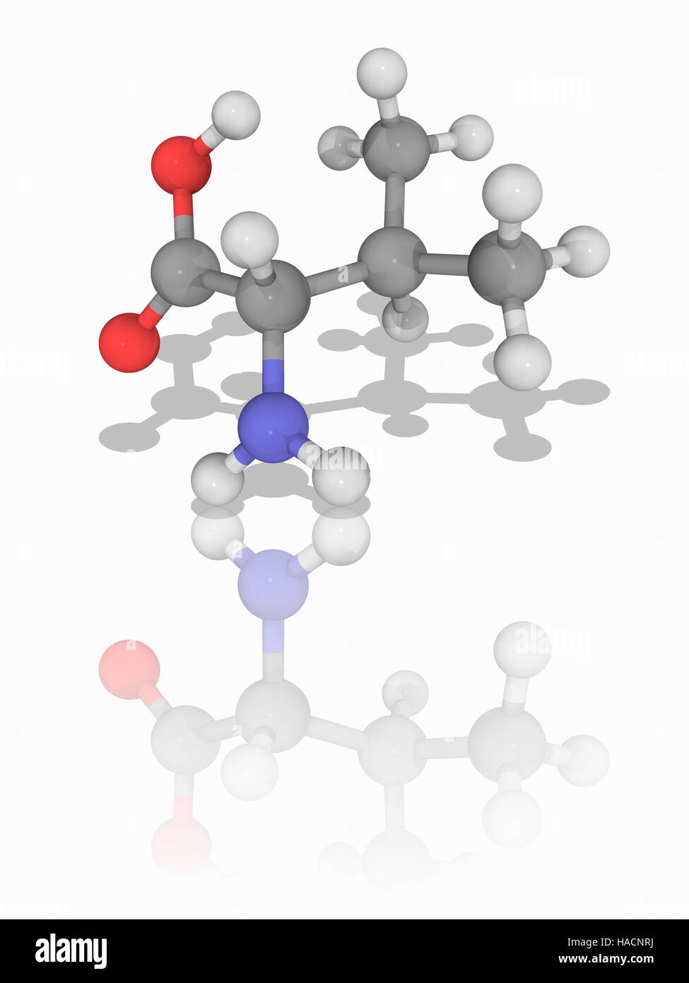 Valina. Il modello molecolare dell'essenziale alfa-amminoacido valina (C5.H11.N.O2), uno dei 20 proteinogenic amminoacidi. Gli atomi sono rappresentati da sfere e sono codificati a colori: carbonio (grigio), Idrogeno (bianco), Azoto (blu) e ossigeno (rosso). Illustrazione. Foto Stock