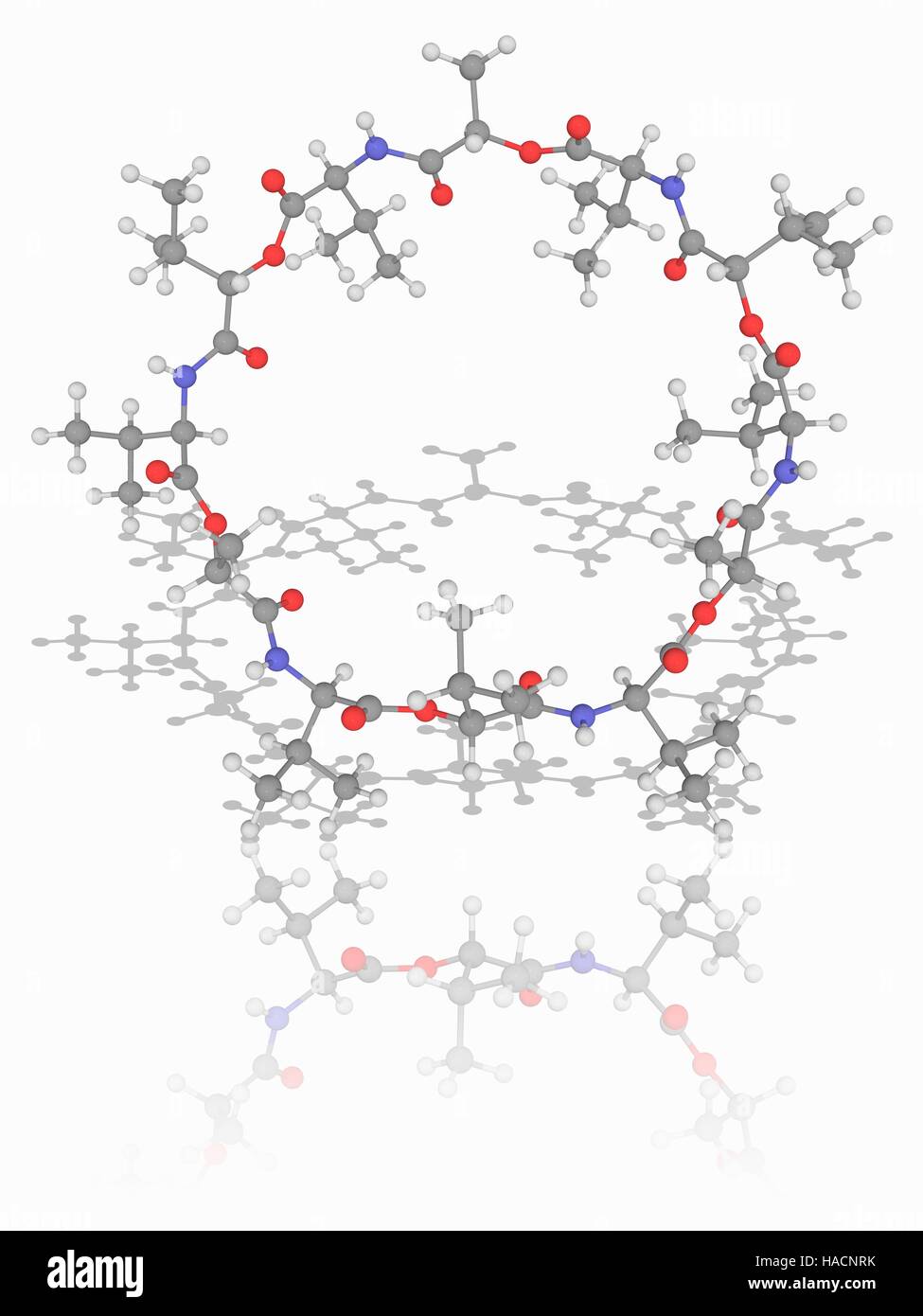 Valinomicina. Il modello molecolare del farmaco antibiotico valinomicina (C54.H90.N6.O18), una macromolecola dodecadepsipeptide ottenuto da diversi batteri Streptomyces. Gli atomi sono rappresentati da sfere e sono codificati a colori: carbonio (grigio), Idrogeno (bianco), Azoto (blu) e ossigeno (rosso). Illustrazione. Foto Stock