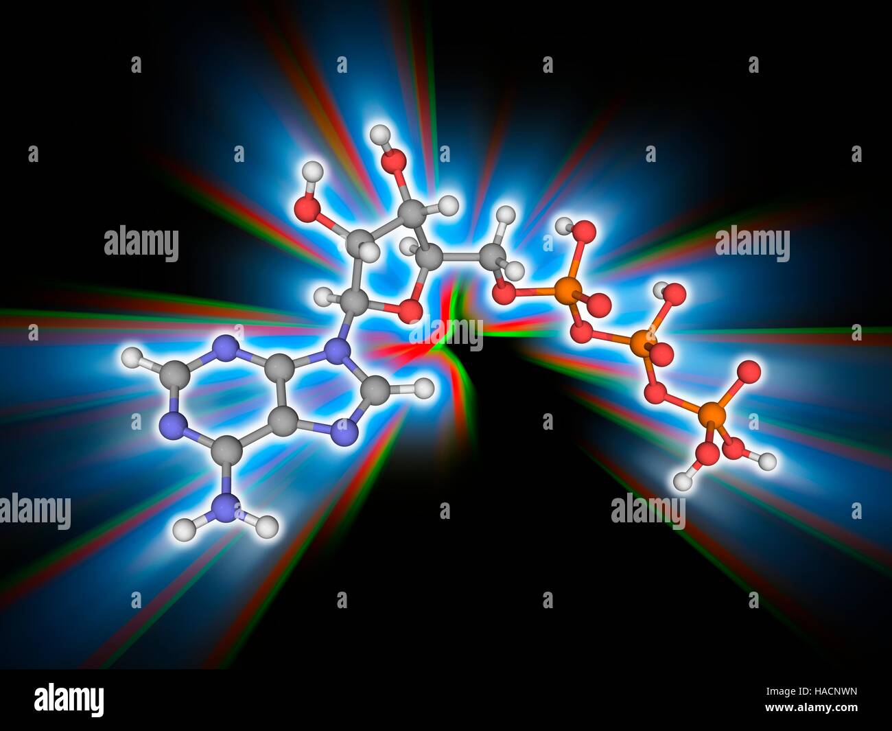 Il trifosfato di adenosina. Il modello molecolare del coenzima adenosina trifosfato (ATP, C10.H16.N5.O13.P3). Questa molecola è un vettore di energia metabolica nelle cellule. Gli atomi sono rappresentati da sfere e sono codificati a colori: carbonio (grigio), Idrogeno (bianco), Azoto (blu), Ossigeno (rosso) e il fosforo (arancione). Illustrazione. Foto Stock