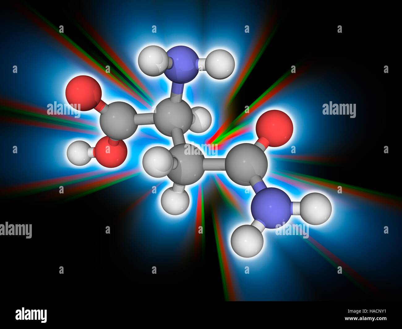 Asparagina. Il modello molecolare dell'aminoacido asparagina (C4.H8.N2.O3). Si tratta di un amminoacido non essenziale. Esso può essere sintetizzato dal corpo e così non necessitano di venire dalla dieta. Asparagina svolge un ruolo importante per la piegatura delle molecole di proteina nelle loro strutture secondarie. Gli atomi sono rappresentati da sfere e sono codificati a colori: carbonio (grigio), Idrogeno (bianco), Azoto (blu) e ossigeno (rosso). Illustrazione. Foto Stock