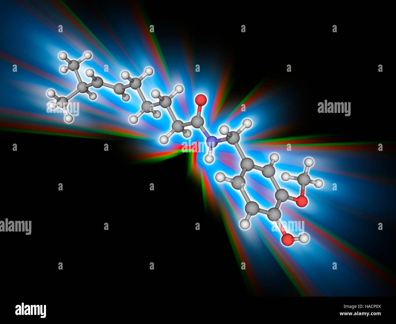 La capsaicina. Il modello molecolare della ammide capsaicina (C18.H27.N.O3), il componente attivo di Capsicum peperoncino. Gli atomi sono rappresentati da sfere e sono codificati a colori: carbonio (grigio), Idrogeno (bianco), Azoto (blu) e ossigeno (rosso). Illustrazione. Foto Stock