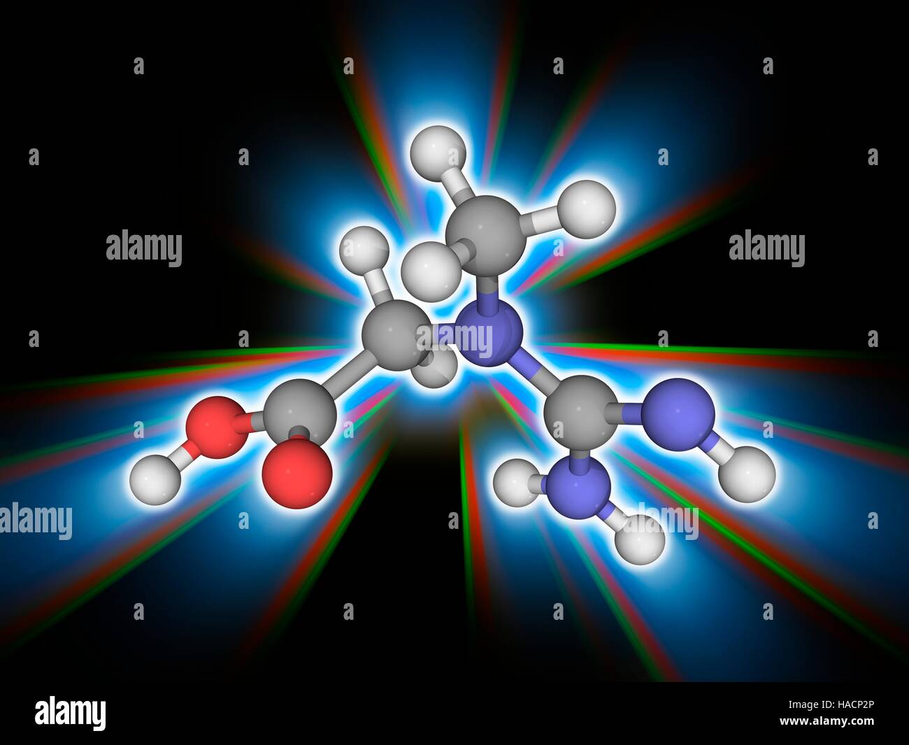 La creatina. Il modello molecolare del nitrogeneous acido organico della creatina (C4.H9.N3.O2). Questa sostanza chimica si verifica naturalmente nei vertebrati. Essa aiuta a fornire energia a tutte le cellule del corpo. Gli atomi sono rappresentati da sfere e sono codificati a colori: carbonio (grigio), Idrogeno (bianco), Azoto (blu) e ossigeno (rosso). Illustrazione. Foto Stock