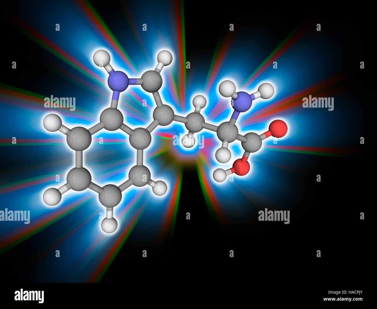Il triptofano. Il modello molecolare del amminoacido essenziale triptofano (C11.H12.N2.O2), uno dei venti amminoacidi standard. Gli atomi sono rappresentati da sfere e sono codificati a colori: carbonio (grigio), Idrogeno (bianco), Azoto (blu) e ossigeno (rosso). Illustrazione. Foto Stock