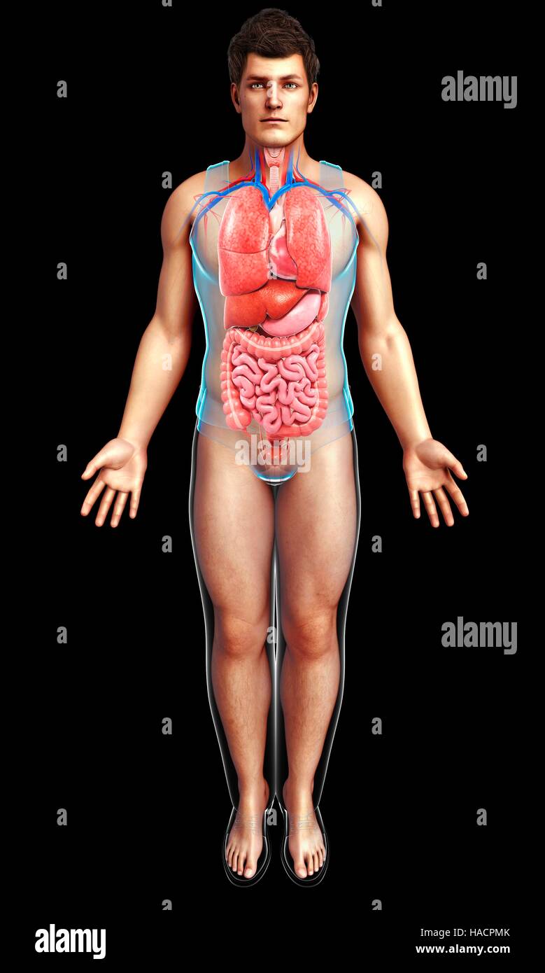 Illustrazione del maschio corpo interno organi. Foto Stock