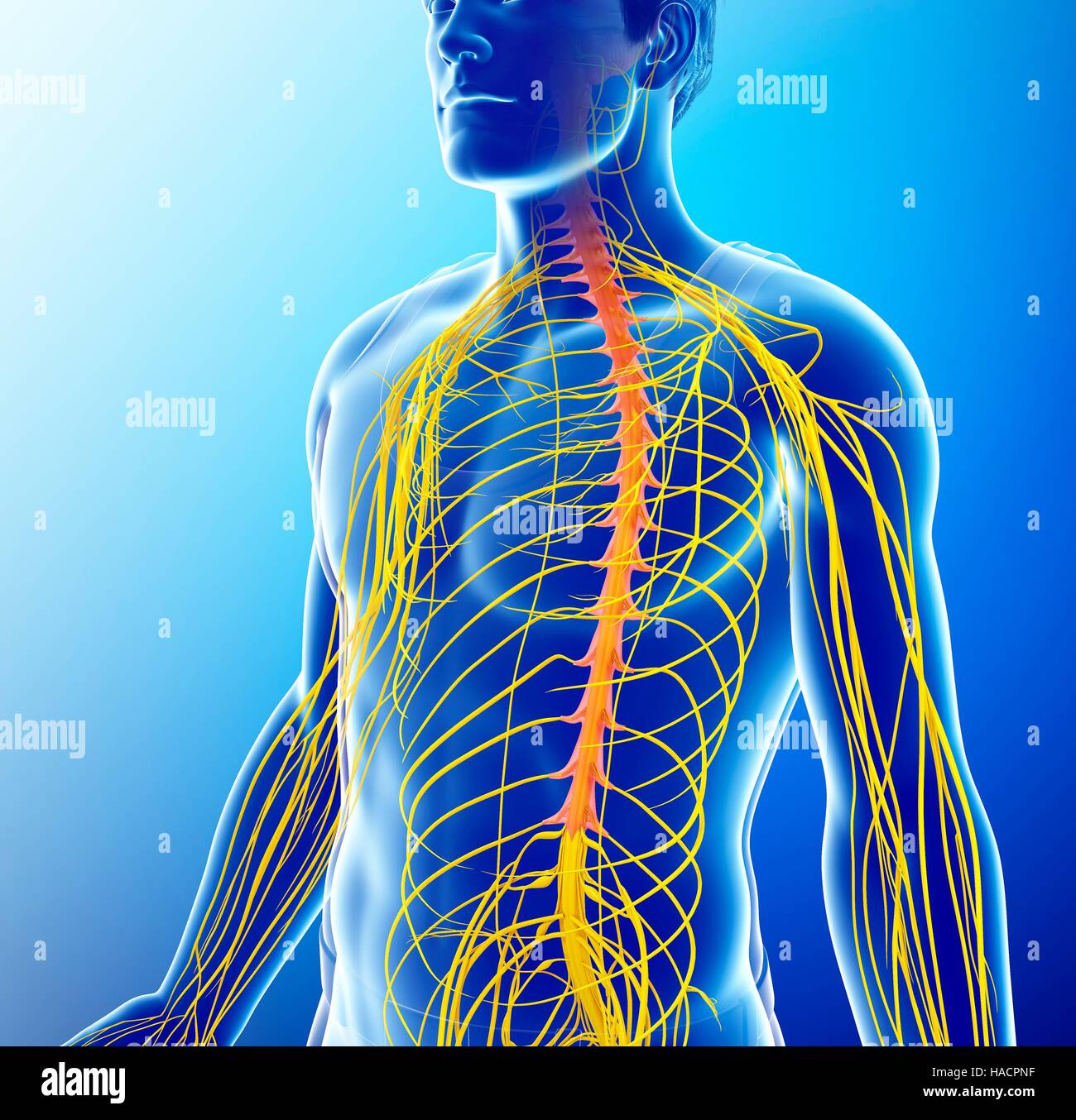 Illustrazione del maschio del sistema nervoso. Foto Stock