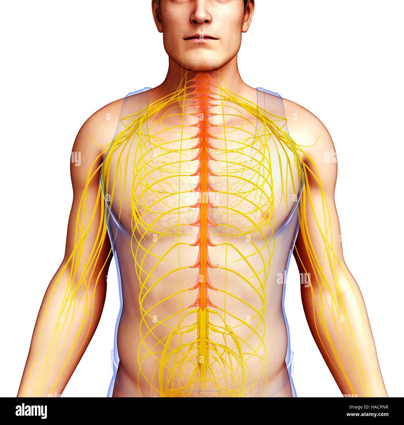 Illustrazione del maschio del sistema nervoso. Foto Stock