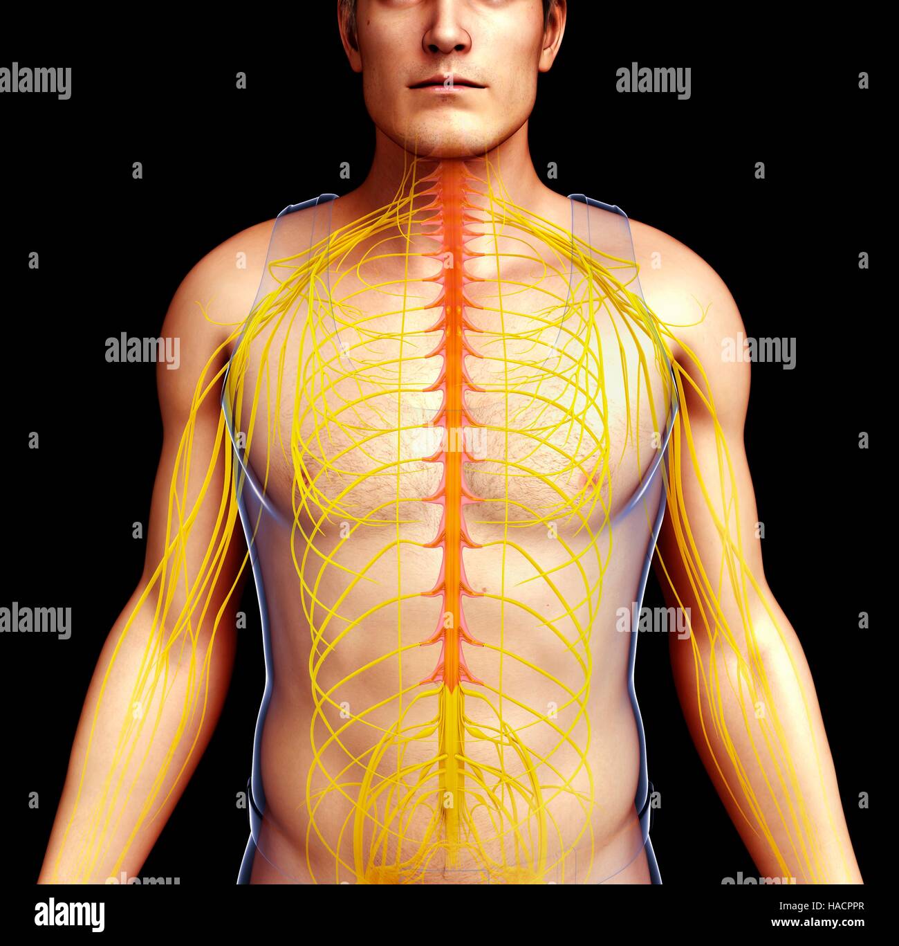 Illustrazione del maschio del sistema nervoso. Foto Stock