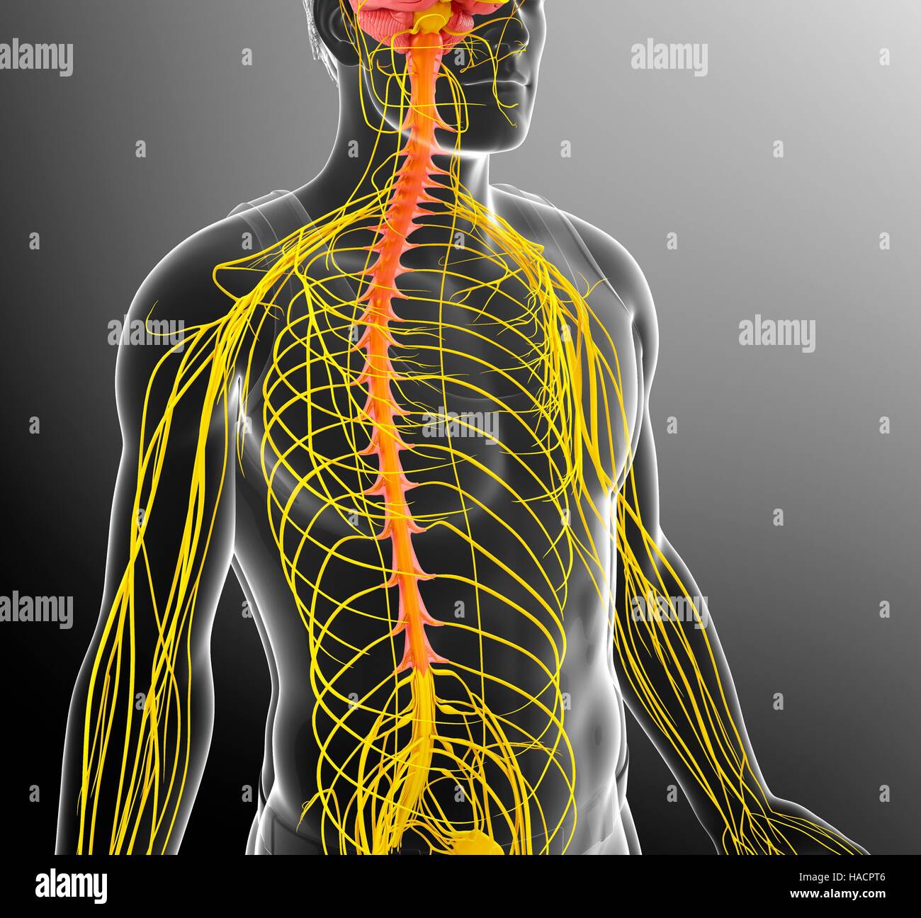 Illustrazione del maschio del sistema nervoso. Foto Stock