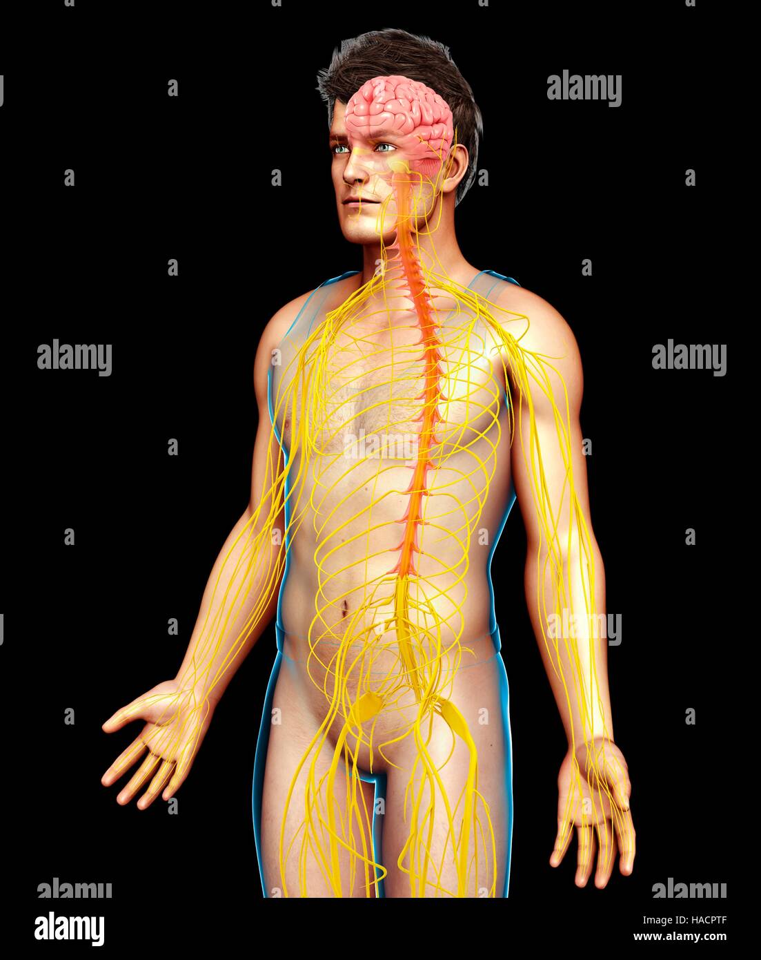 Illustrazione del maschio del sistema nervoso. Foto Stock