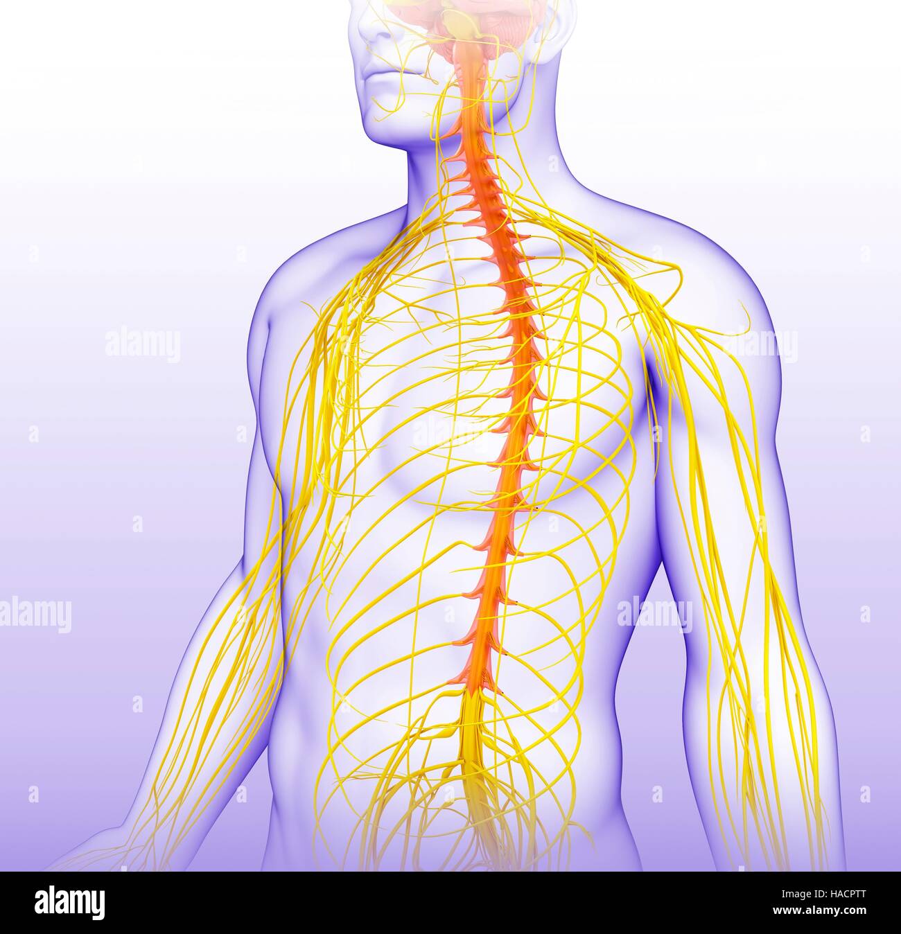 Illustrazione del maschio del sistema nervoso. Foto Stock