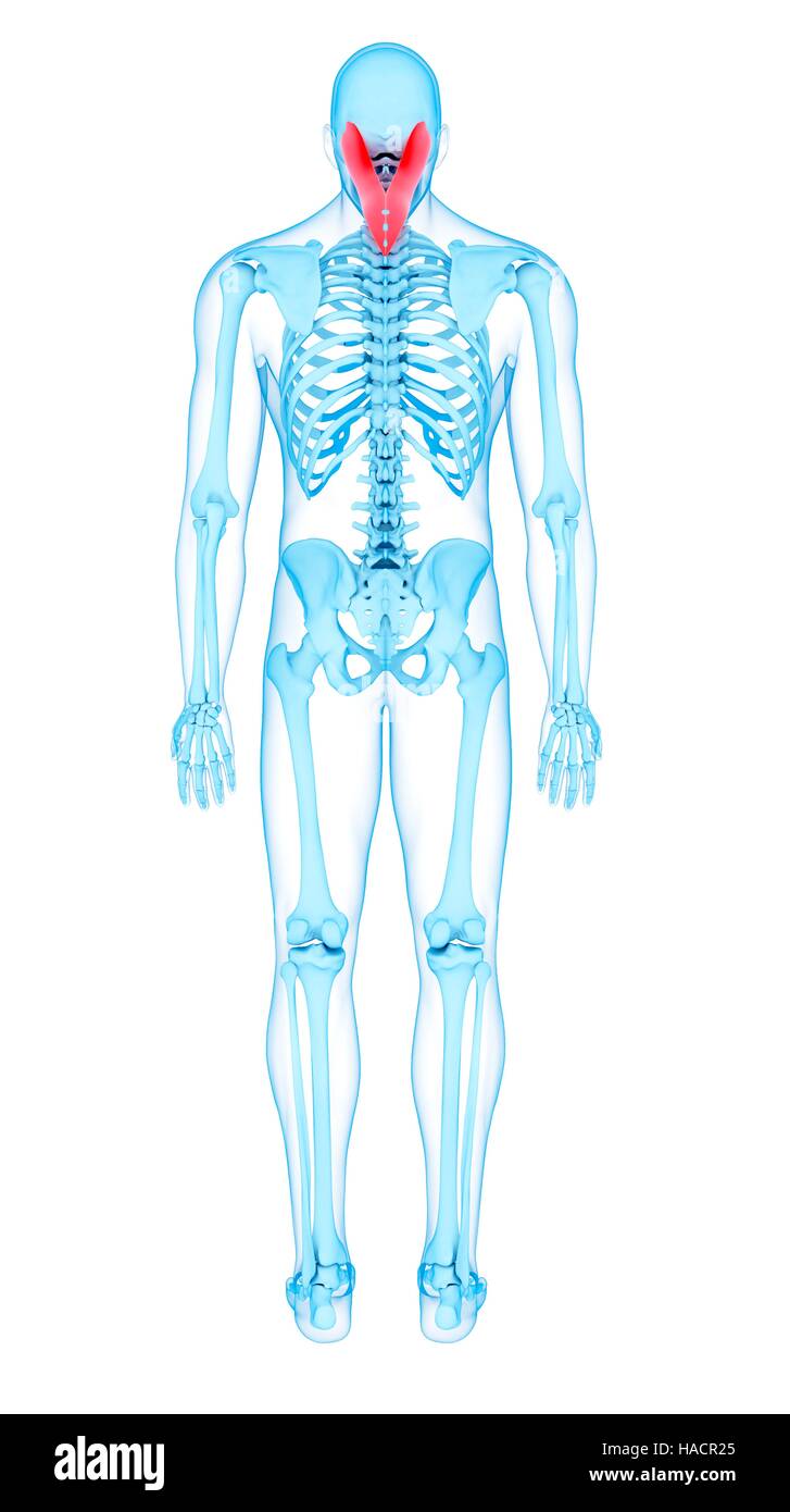 Illustrazione della splenius capitis muscoli. Foto Stock