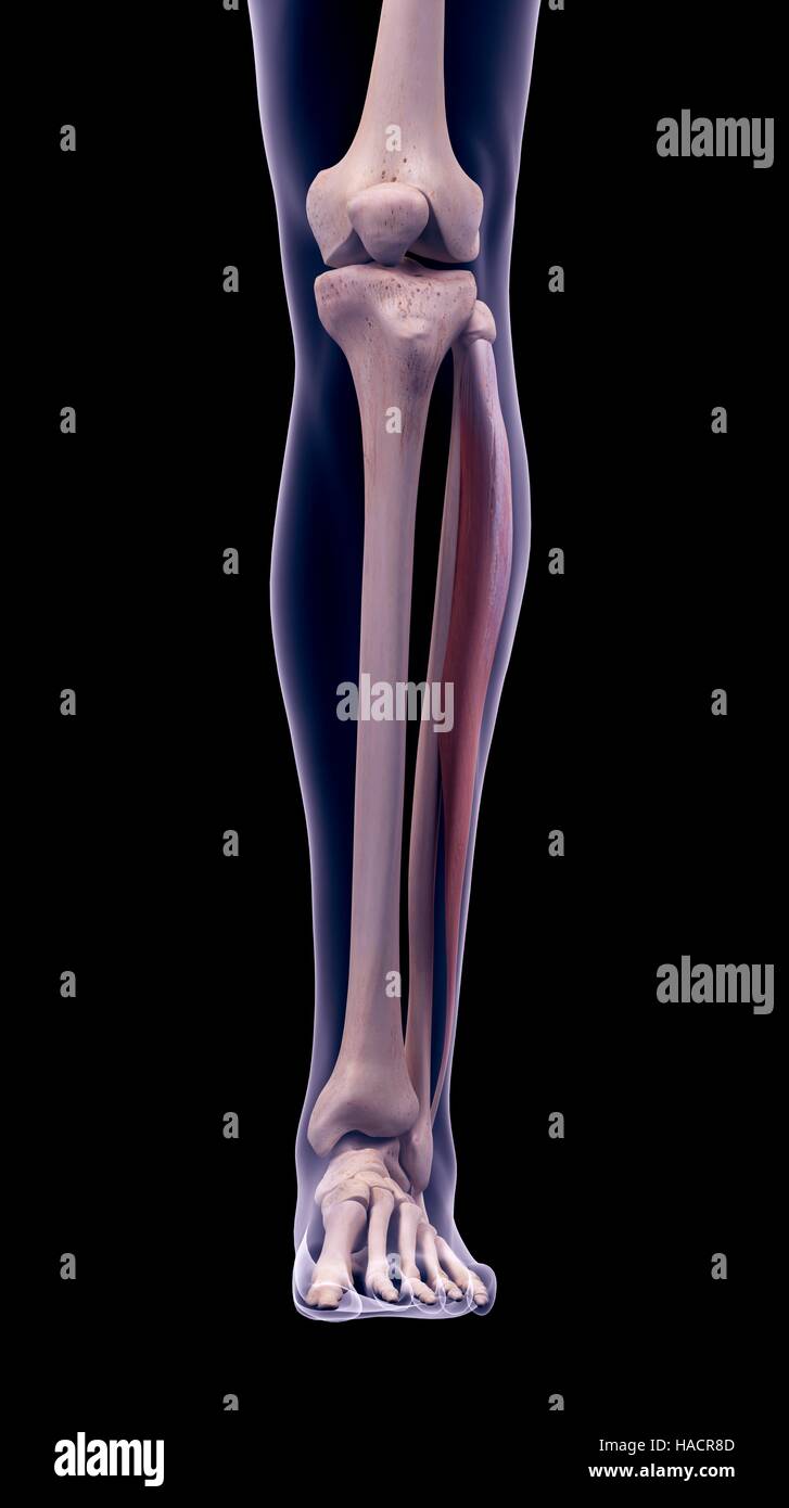 Illustrazione della peroneus longus muscolo. Foto Stock