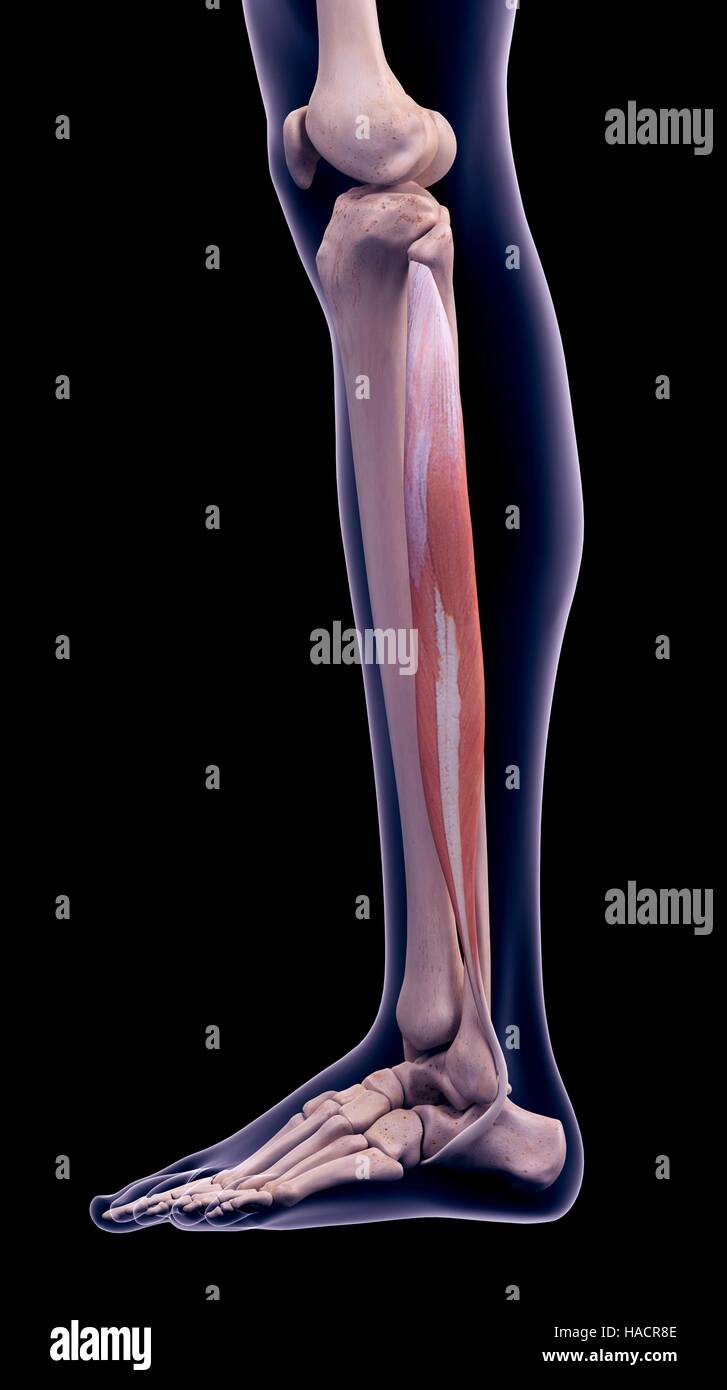 Illustrazione della peroneus longus muscolo. Foto Stock
