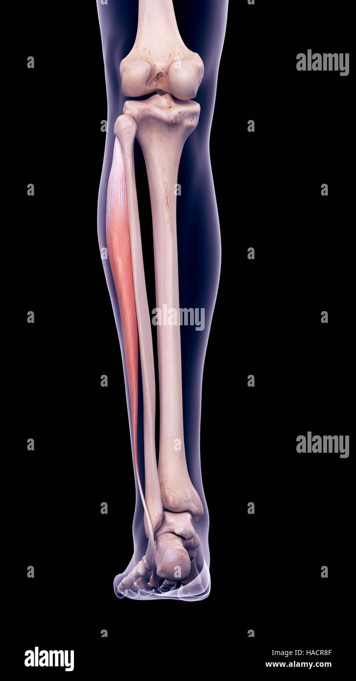 Illustrazione della peroneus longus muscolo. Foto Stock