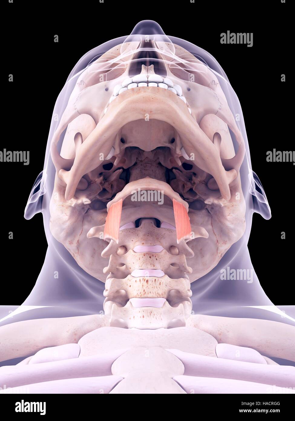 Illustrazione dei muscoli thyrohyoid. Foto Stock