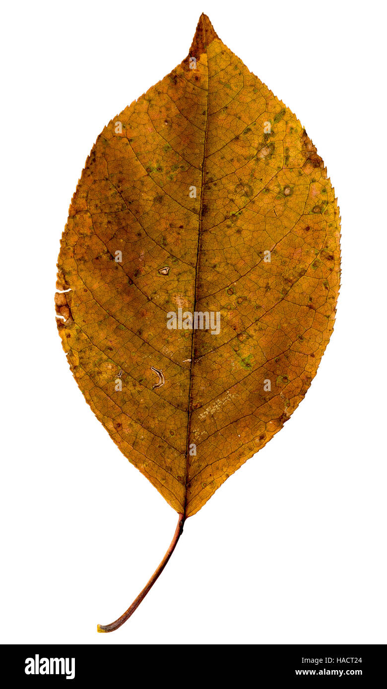 Fotografia di close-up di un appassimento foglie autunnali isolati su sfondo bianco in alta risoluzione Foto Stock