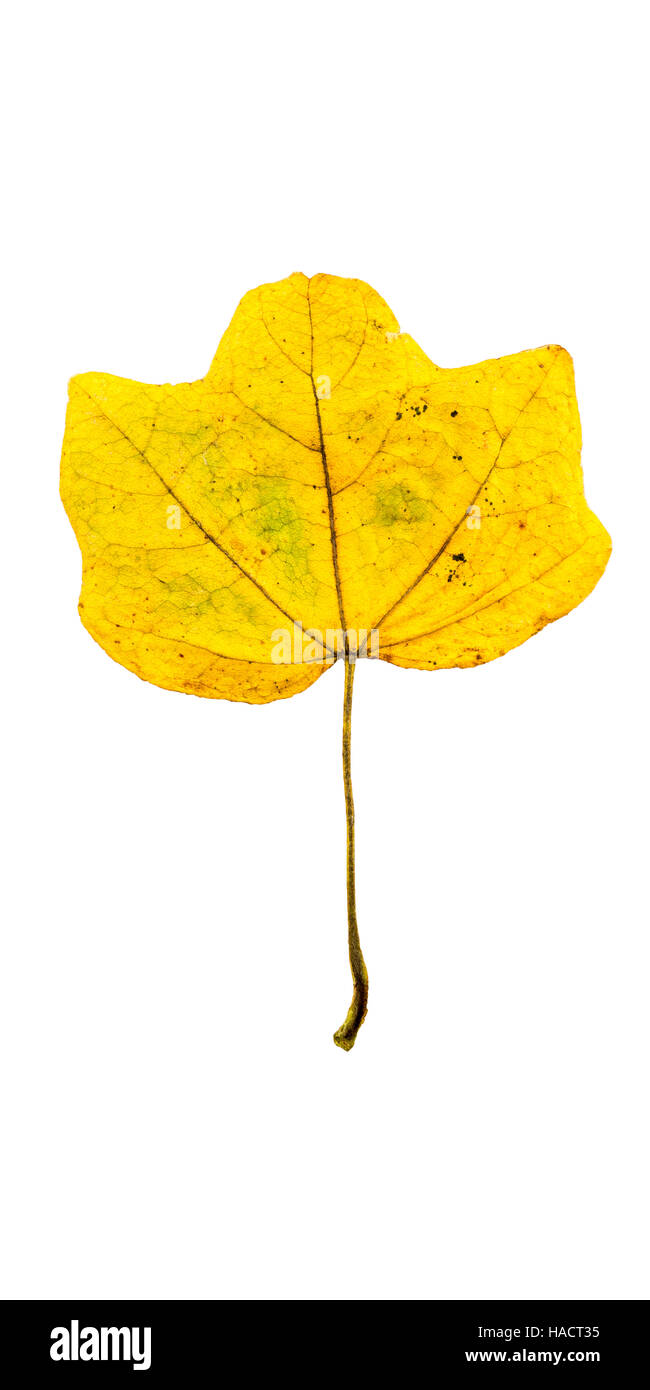 Fotografia di close-up di un appassimento autunnale di fig tree lascia isolati su sfondo bianco in alta risoluzione Foto Stock