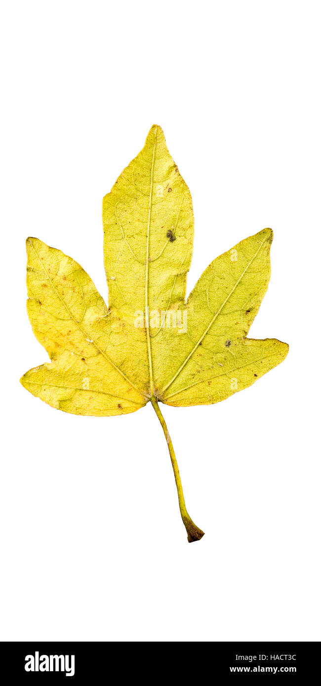 Fotografia di close-up di un appassimento autunnale di fig tree lascia isolati su sfondo bianco in alta risoluzione Foto Stock