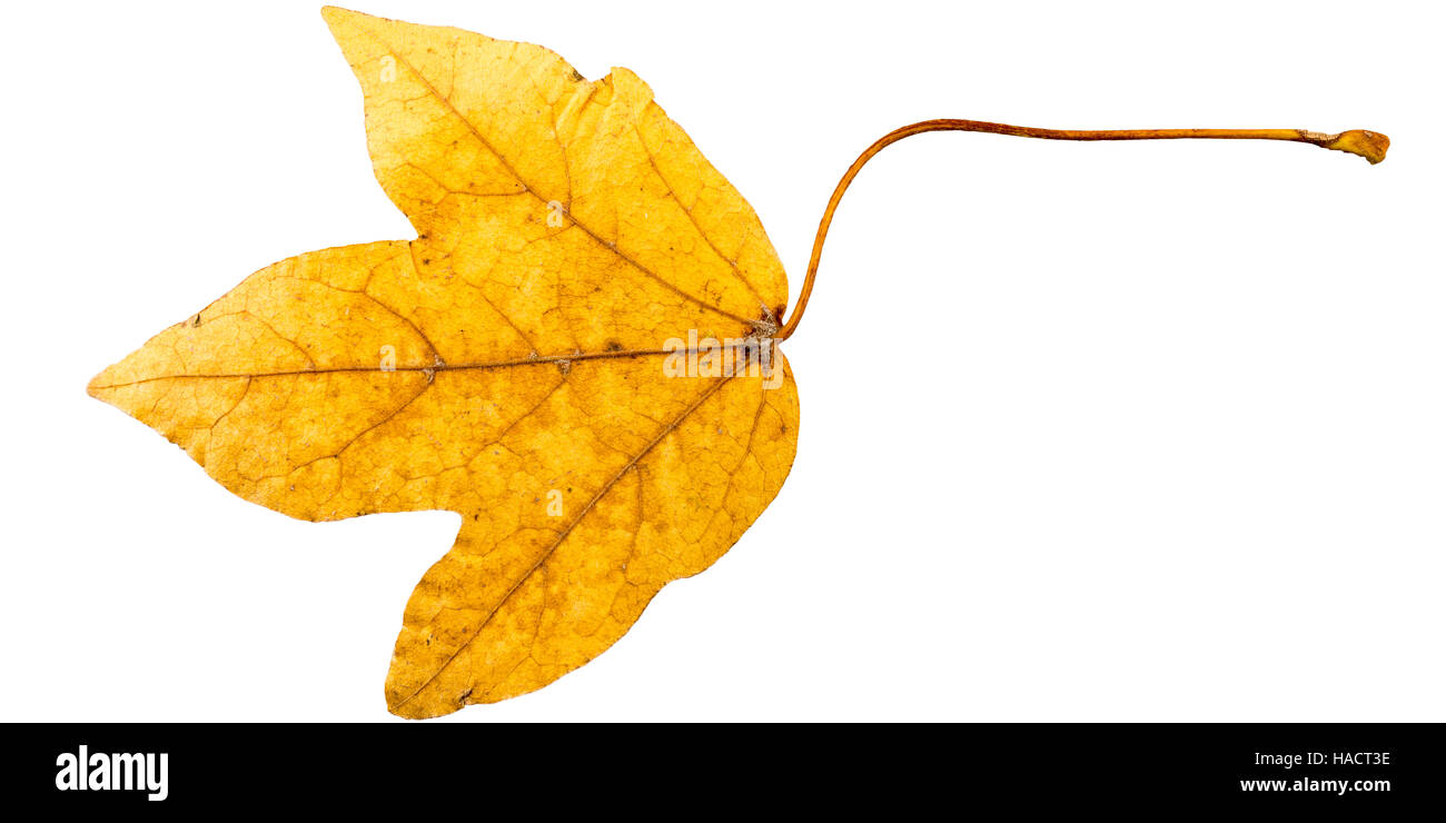 Fotografia di close-up di un appassimento autunnale di fig tree lascia isolati su sfondo bianco in alta risoluzione Foto Stock