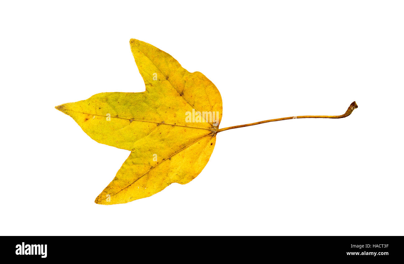 Fotografia di close-up di un appassimento autunnale di fig tree lascia isolati su sfondo bianco in alta risoluzione Foto Stock