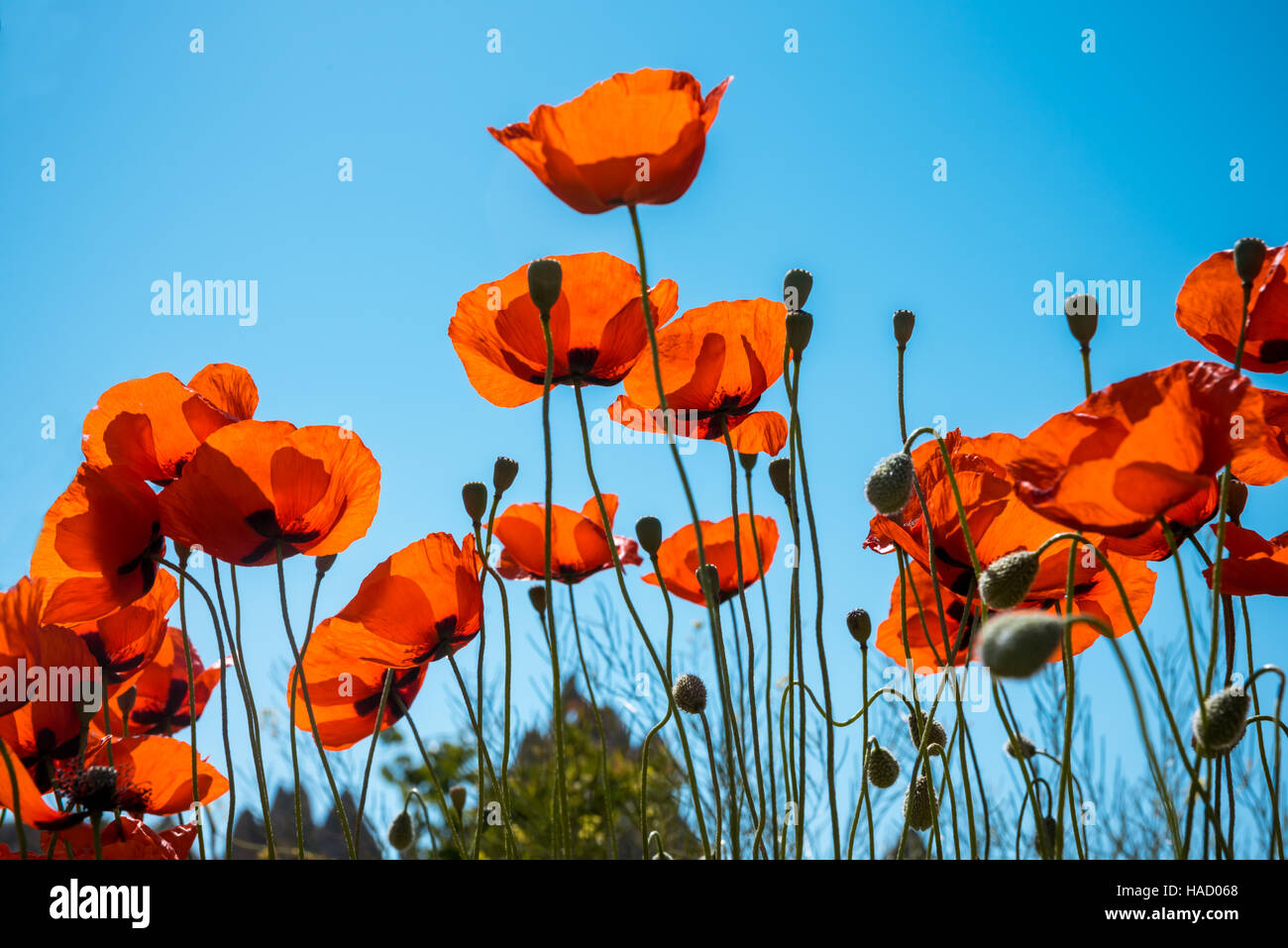 Campo luminoso del papavero rosso dei fiori in estate Foto Stock