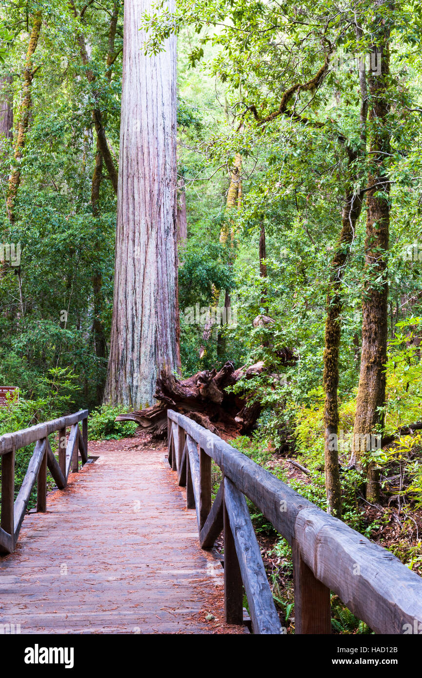 Sequoia gigante, coast redwood, costiere redwood, California redwood, Sequoia sempervirens, ponte pedonale, Mare Trail a Big Basin Redwoods State Park Foto Stock