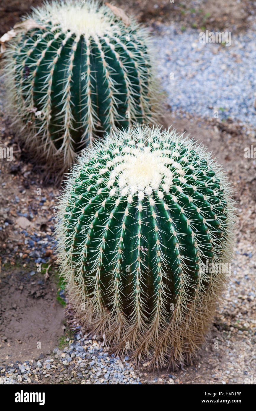 Golden Barrel Cactus, palla dorata o la madre-in-legge il cuscino Foto Stock