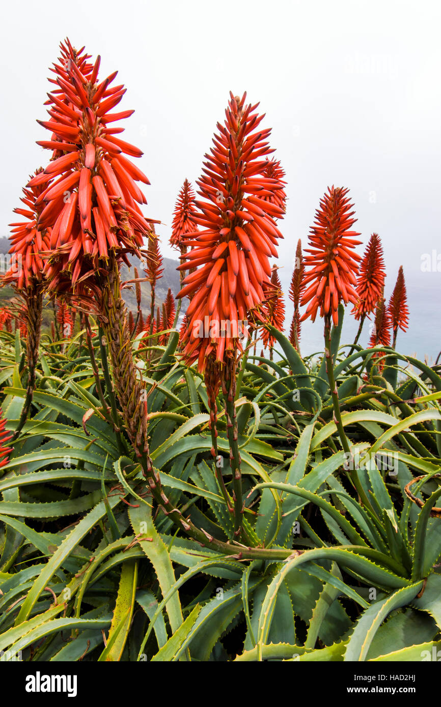 Aloe arborescens che crescono in un giardino a Lucia Lodge, Lucia, California, USA. Lucia è il Big Sur Costa & Oceano Pacifico Foto Stock