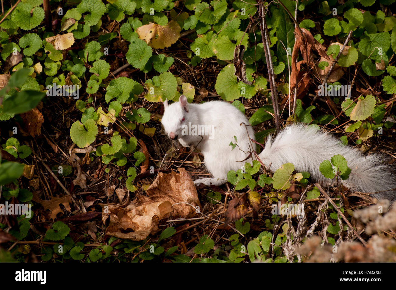 Vadnais Heights, Minnesota. Lago Vadnais Parco Regionale. Orientale scoiattolo grigio - Sciurus carolinensis. Foto Stock