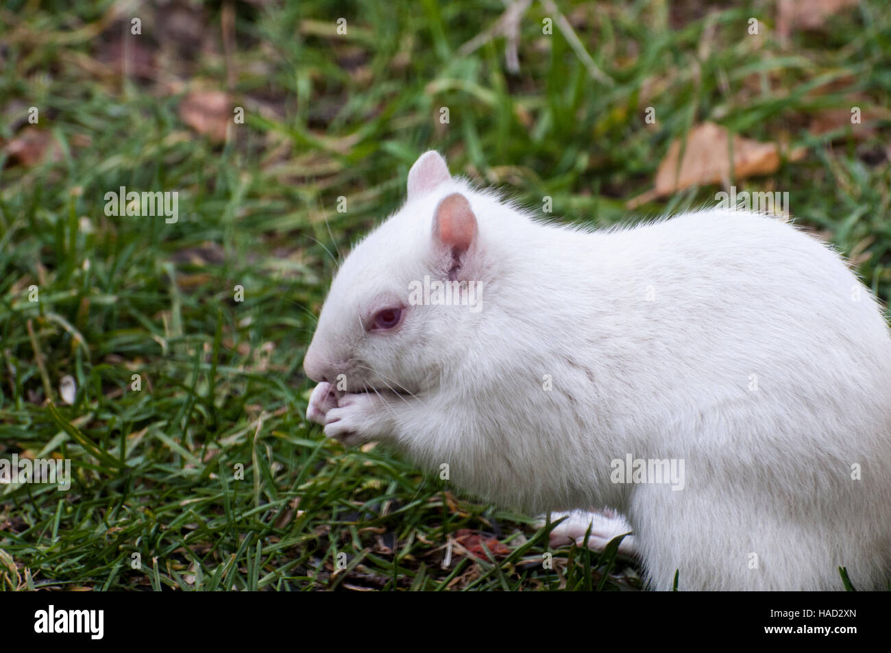 Vadnais Heights, Minnesota. Orientale scoiattolo grigio - Sciurus carolinensis. Foto Stock