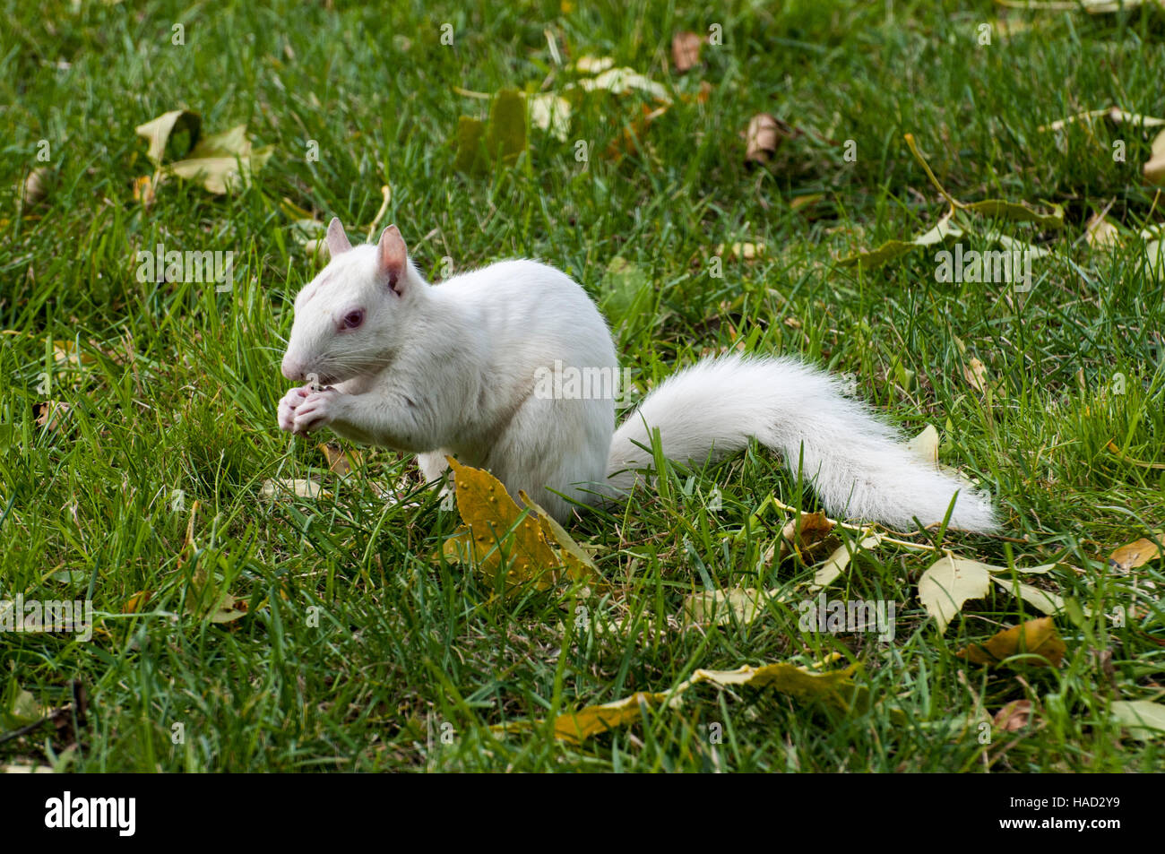 Vadnais Heights, Minnesota. Albino. Orientale scoiattolo grigio - Sciurus carolinensis. Foto Stock