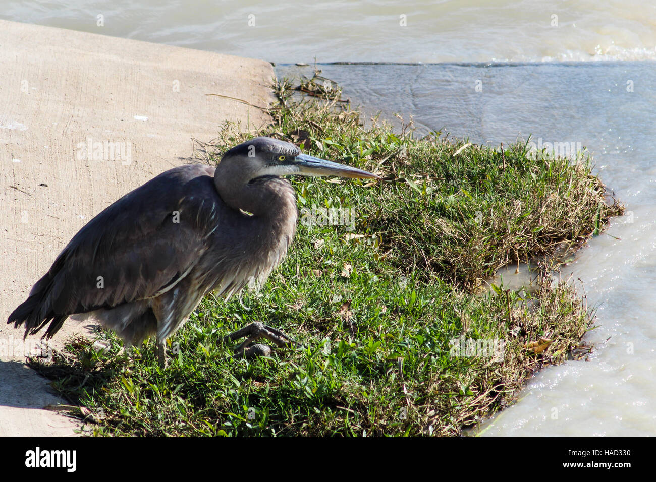 Marrone, Grigio e bianco, tricolore heron adagiata vicino a stramazzo Foto Stock