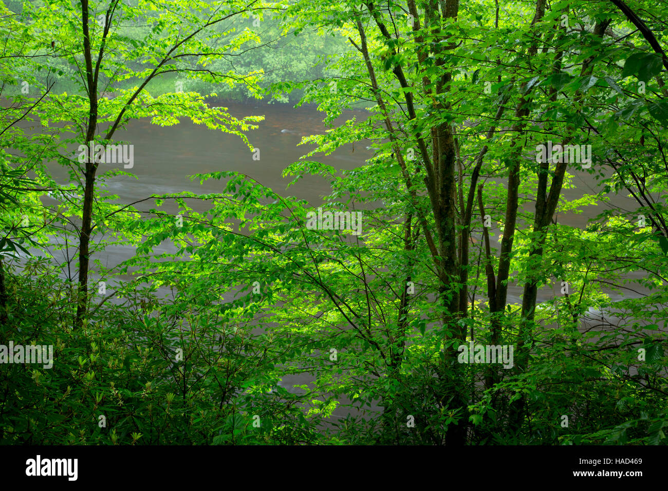 La Lehigh River attraverso la foresta da Lehigh Gorge Trail, Lehigh Gorge State Park, Pennsylvania Foto Stock