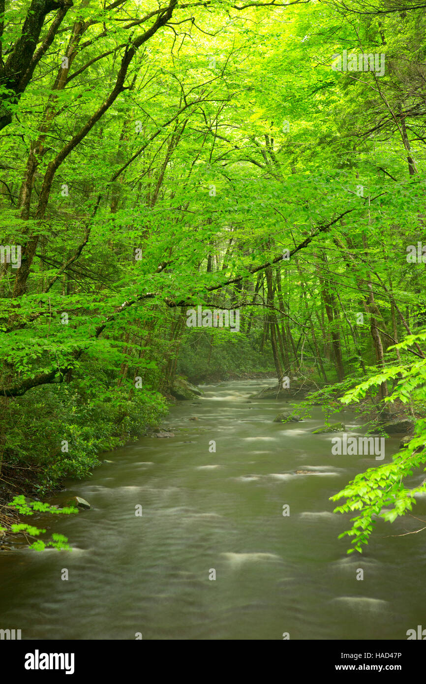 Dingmans Creek da Dingmans Falls Trail, Delaware Water Gap National Recreation Area, Pennsylvania Foto Stock