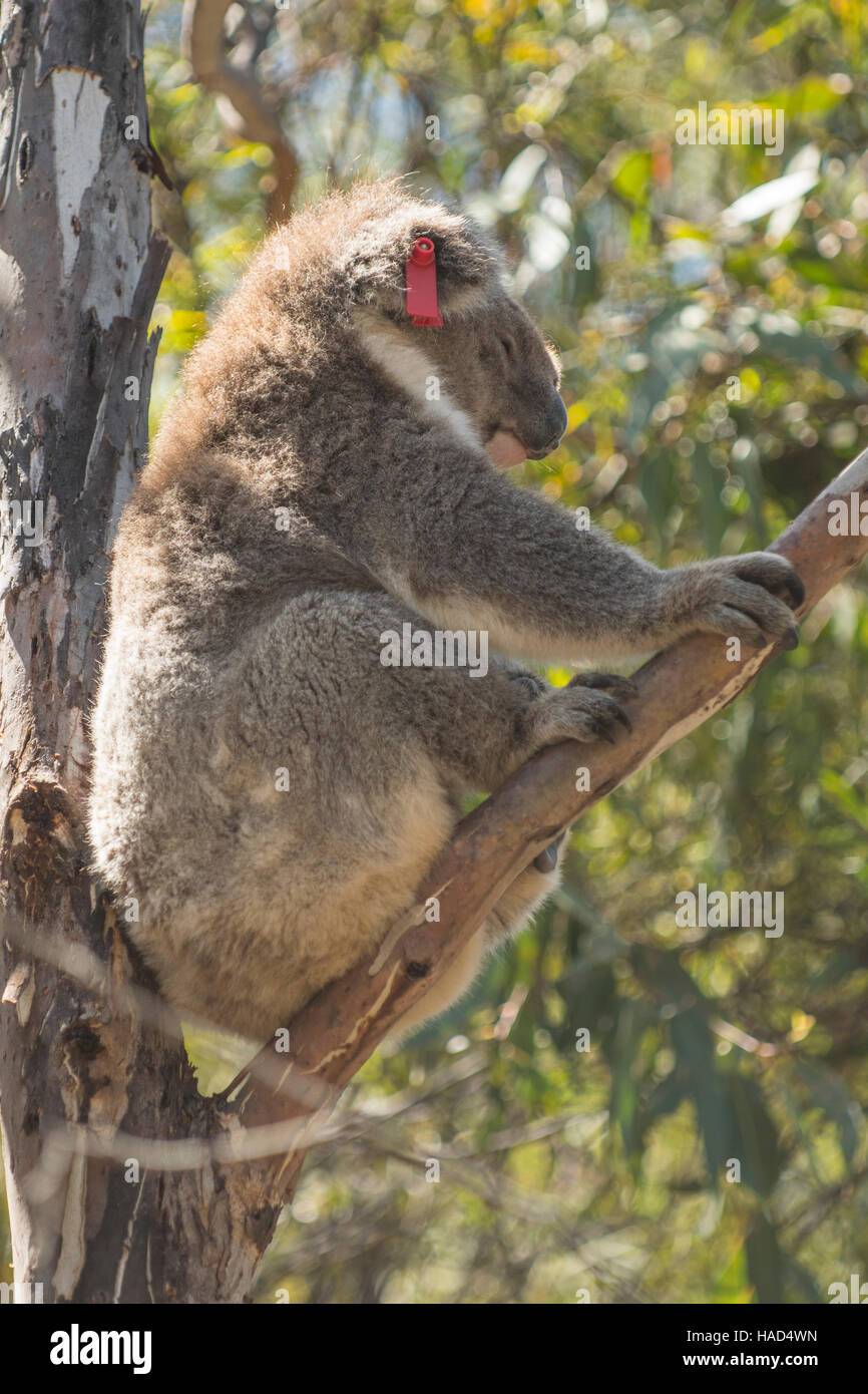 Il Koala, Phascolarctos cinereus in Flinders Chase NP, Kangaroo Island, South Australia, Australia Foto Stock