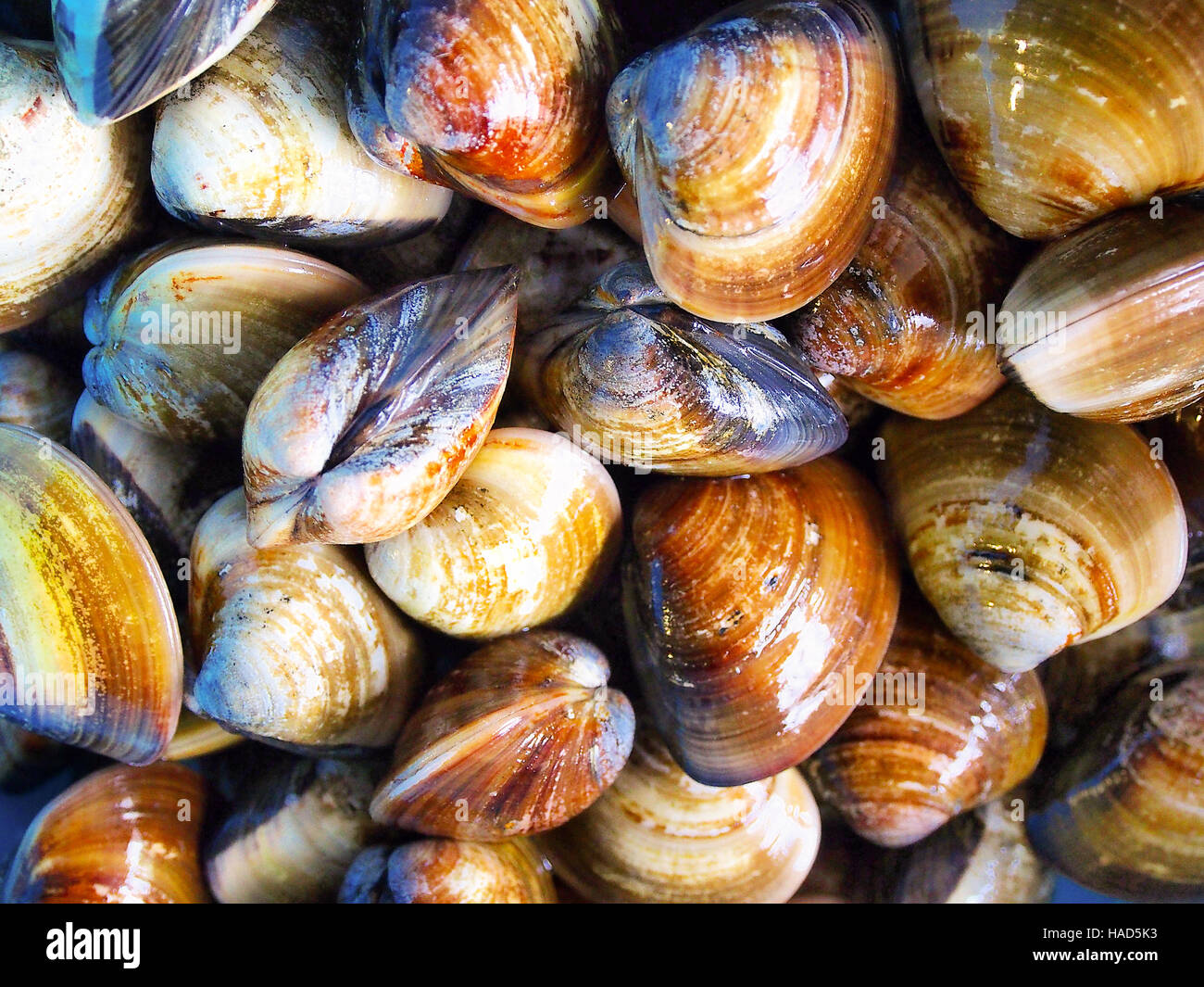 Surf clam collo corto tappeto clam clam shell Venus baby clam Foto Stock