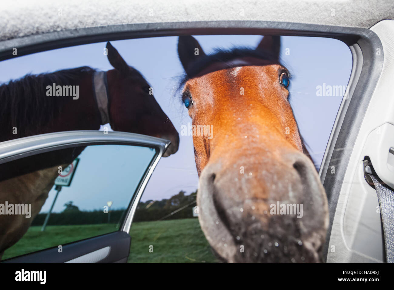 Inghilterra, Hampshire, New Forest, Cavallo cercando in auto Foto Stock