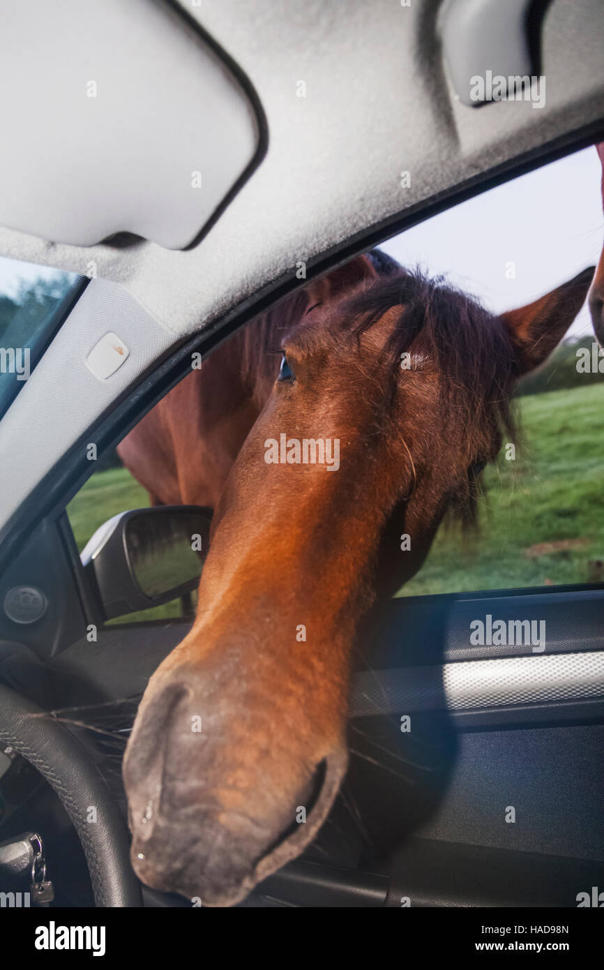 Inghilterra, Hampshire, New Forest, Cavallo cercando in auto Foto Stock
