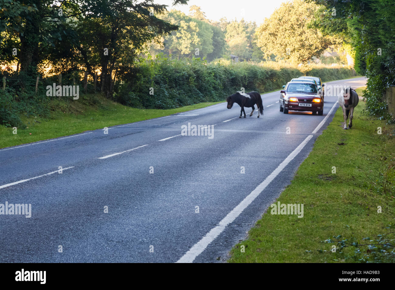 Inghilterra, Hampshire, New Forest, cavallo di camminare sulla strada Foto Stock