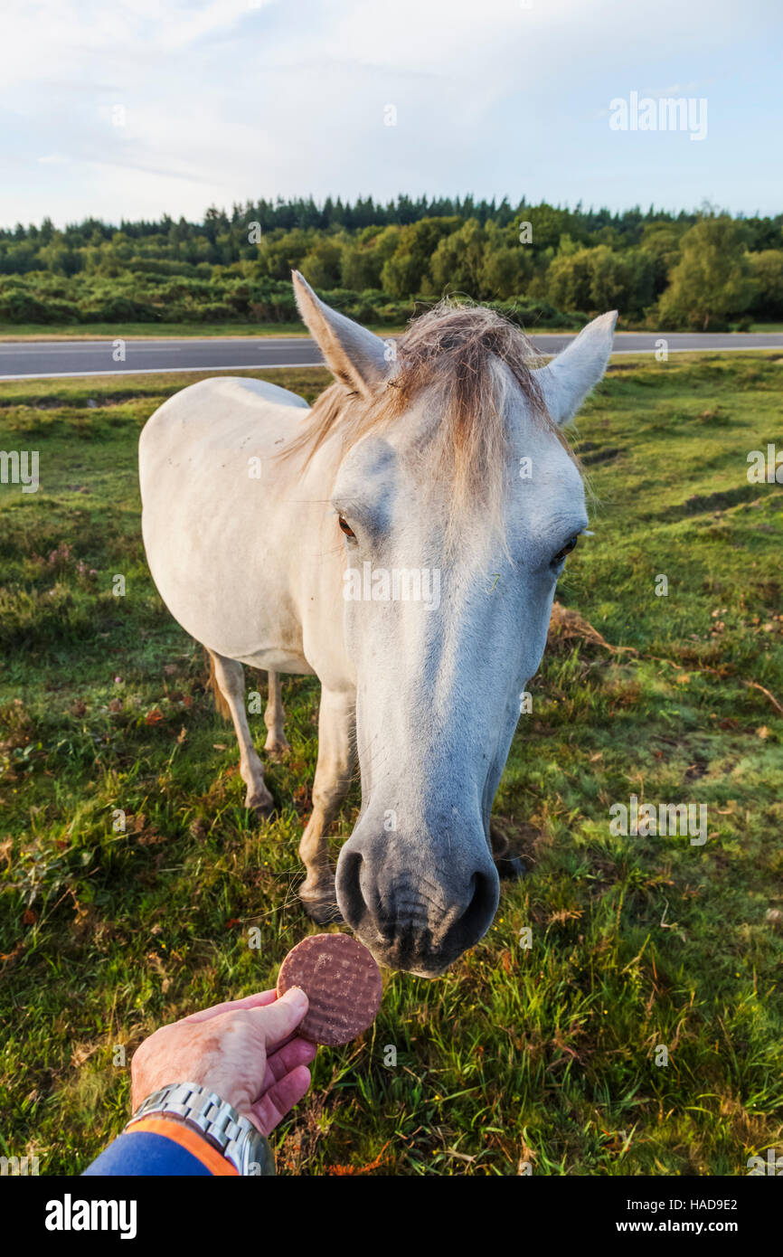 Inghilterra, Hampshire, New Forest, cavallo essendo alimentato a mano un biscotto Foto Stock