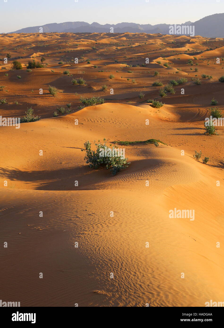 Le dune di sabbia, Abu Dhabi Emirato, Emirati Arabi Uniti. La vegetazione è Sodoma apple (calotropis procera). Le montagne sono in Oman. Foto Stock