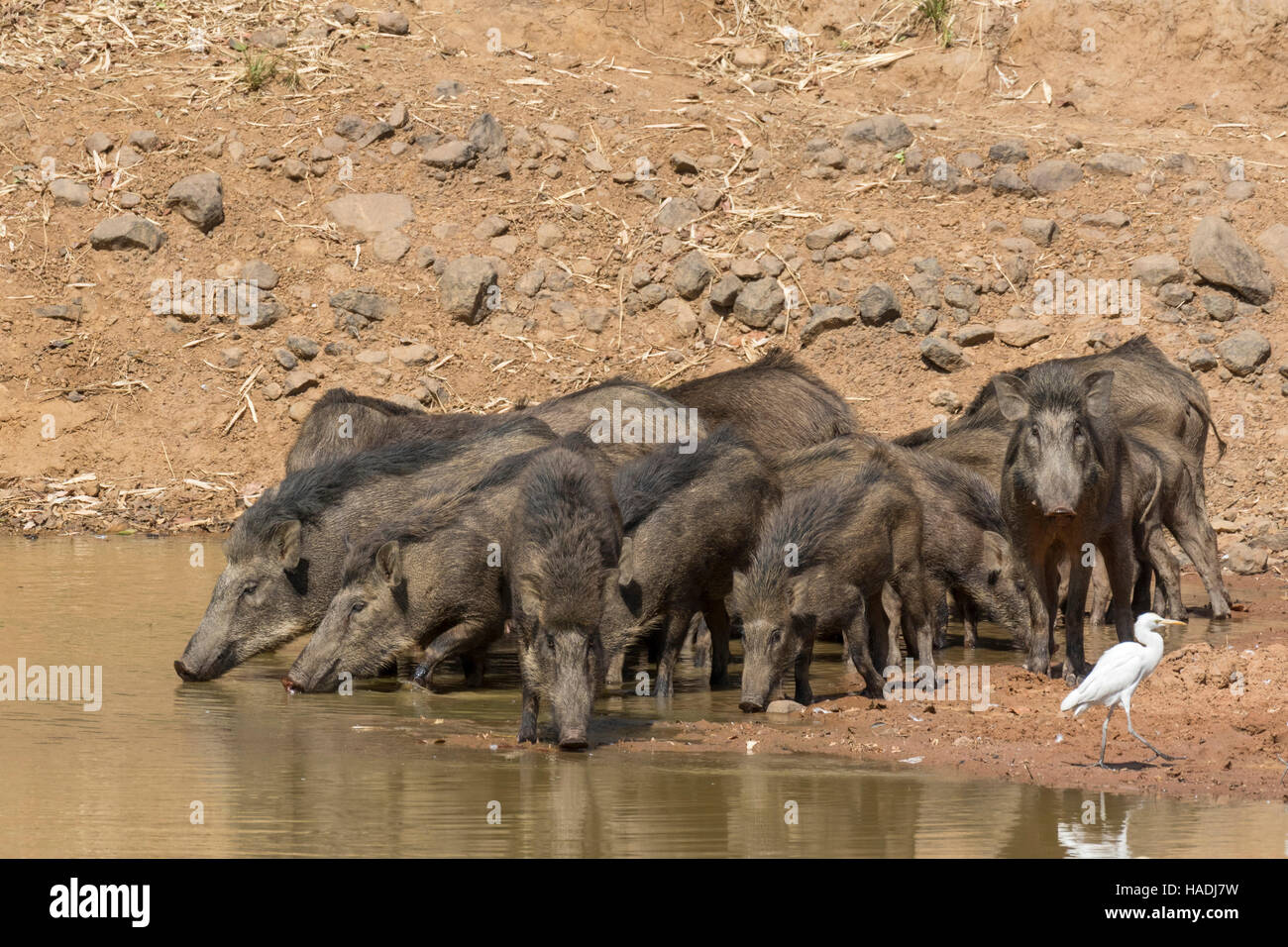 Il cinghiale (Sus scrofa cristatus) gruppo e airone guardabuoi, stupito backed heron (Bubulcus ibis, Ardeola ibis) in corrispondenza di un fiume. Tadoba-Andhari Tigerreservat, Maharashtra, India. Foto Stock