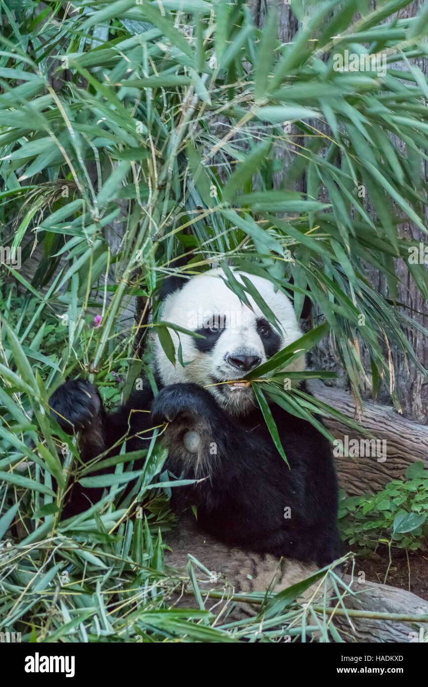 Adulto panda gigante di mangiare le foglie di bambù a Chiang Mai Zoo, Thailandia Foto Stock